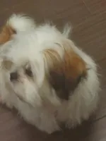 Riku, a male Shih Tzu for sale in Kissimmee, FL – 3 of 3