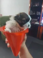 Munch, a male Shih Tzu for sale in Kissimmee, FL – 1 of 1