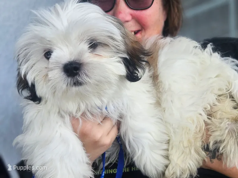 Nibs – Shih Tzu puppy for sale in Kissimmee, FL