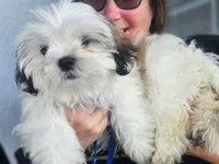Nibs, a male Shih Tzu for sale in Kissimmee, FL – 1 of 3