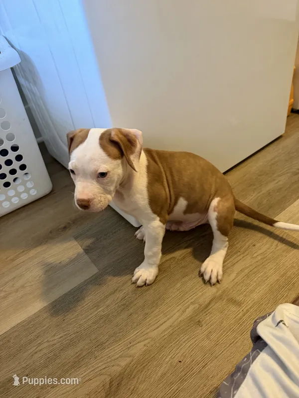K.B.B. Red – American Bully puppy for sale in Jonesboro, AR