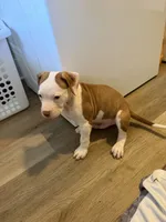 K.B.B. Red, a male American Bully for sale in Jonesboro, AR – 1 of 6