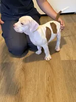 K.B.B. Baby Girl, a female American Bully for sale in Jonesboro, AR – 6 of 7