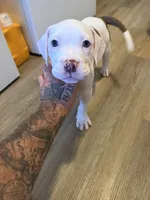 K.B.B. Baby Girl, a female American Bully for sale in Jonesboro, AR – 5 of 7