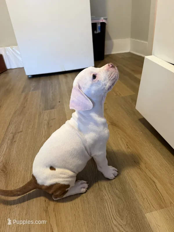 K.B.B. Baby Girl – American Bully puppy for sale in Jonesboro, AR