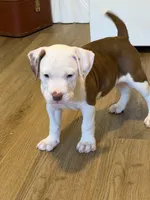 K.B.B. Pretty Boy, a male American Bully for sale in Jonesboro, AR – 1 of 6