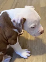 K.B.B. Pretty Boy, a male American Bully for sale in Jonesboro, AR – 5 of 6