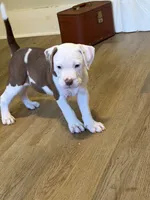 K.B.B. Pretty Boy, a male American Bully for sale in Jonesboro, AR – 4 of 6