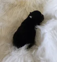 Sky. AKC  Ch. Bloodlines , a female Pembroke Welsh Corgi for sale in Hunnewell, MO – Photo 2 of 2