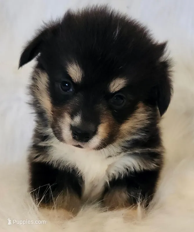 Sky. AKC  Ch. Bloodlines  – Pembroke Welsh Corgi puppy for sale in Hunnewell, MO