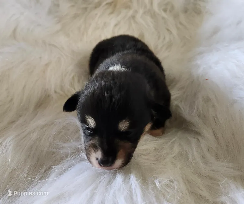 Sky. AKC  Ch. Bloodlines  – Pembroke Welsh Corgi puppy for sale in Hunnewell, MO