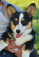 Iris  AKC Ch. Bloodlines , a female Pembroke Welsh Corgi for sale in Hunnewell, MO – 1 of 5