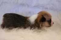 Nani akc, a female Pembroke Welsh Corgi for sale in Hunnewell, MO – 3 of 3