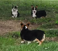 Sage AKC Ch. Bloodlines  4x clr, a male Pembroke Welsh Corgi for sale in Hunnewell, MO – 3 of 9