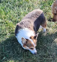 Baby Girl, a female Pembroke Welsh Corgi for sale in Hunnewell, MO – 1 of 3