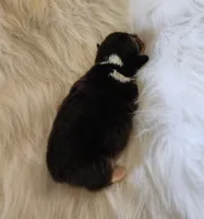 Sage AKC Ch. Bloodlines , a male Pembroke Welsh Corgi for sale in Hunnewell, MO – Photo 2 of 2