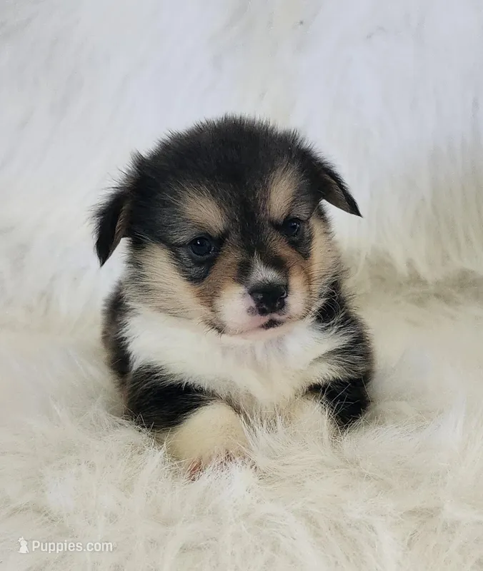 Sage AKC Ch. Bloodlines  – Pembroke Welsh Corgi puppy for sale in Hunnewell, MO