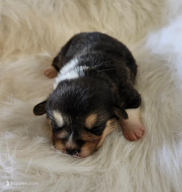 Sage AKC Ch. Bloodlines  – Pembroke Welsh Corgi puppy for sale in Hunnewell, MO