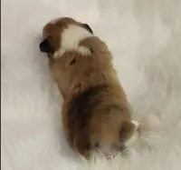 Sugar akc tpl clr, a female Pembroke Welsh Corgi for sale in Hunnewell, MO – Photo 4 of 4