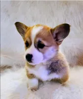 Sugar akc tpl clr, a female Pembroke Welsh Corgi for sale in Hunnewell, MO – Photo 1 of 4