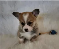 Sugar akc tpl clr, a female Pembroke Welsh Corgi for sale in Hunnewell, MO – Photo 2 of 4
