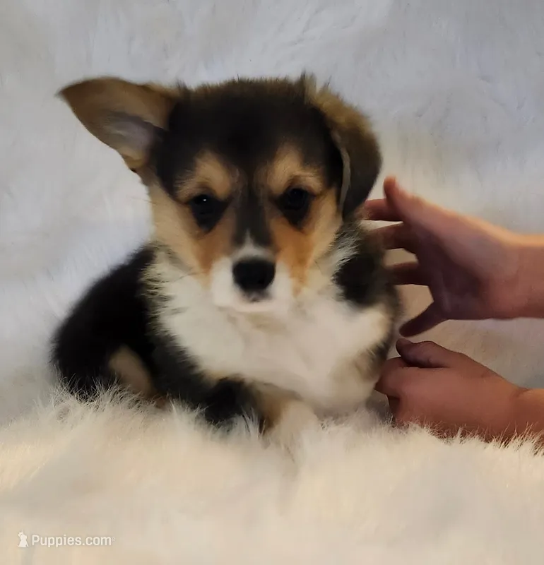Sage AKC Ch. Bloodlines  – Pembroke Welsh Corgi puppy for sale in Hunnewell, MO