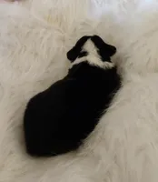 Iris  AKC Ch. Bloodlines , a female Pembroke Welsh Corgi for sale in Hunnewell, MO – Photo 2 of 2