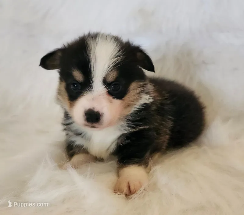 Iris  AKC Ch. Bloodlines  – Pembroke Welsh Corgi puppy for sale in Hunnewell, MO