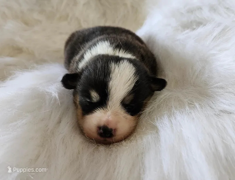 Iris  AKC Ch. Bloodlines  – Pembroke Welsh Corgi puppy for sale in Hunnewell, MO