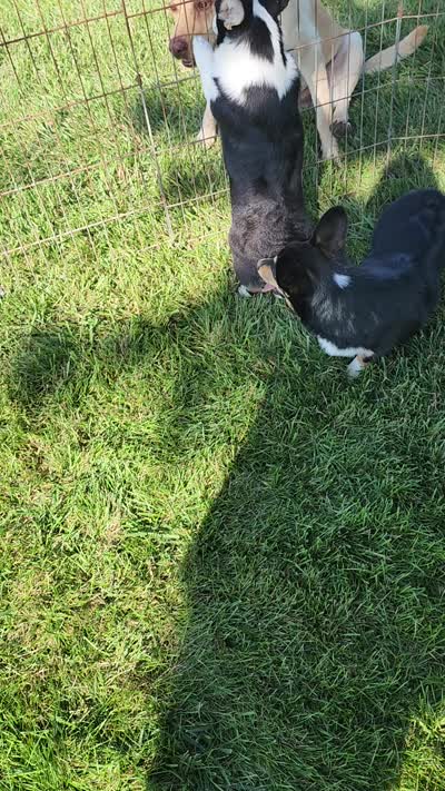Violet  AKC. Ch. Bloodlines , a female Pembroke Welsh Corgi for sale in Hunnewell, MO – 10 of 10