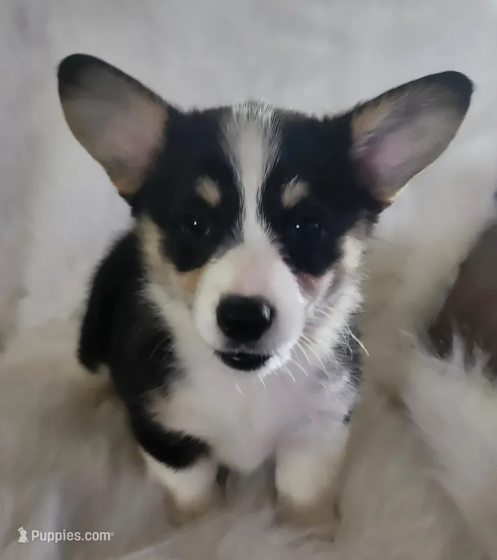 Violet  AKC. Ch. Bloodlines  – Pembroke Welsh Corgi puppy for sale in Hunnewell, MO