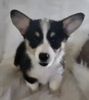 Violet  AKC. Ch. Bloodlines , a female Pembroke Welsh Corgi for sale in Hunnewell, MO – 1 of 6