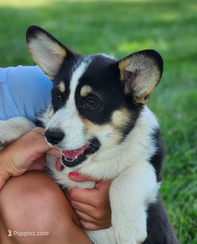 Violet  AKC. Ch. Bloodlines  – Pembroke Welsh Corgi puppy for sale in Hunnewell, MO
