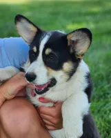 Violet  AKC. Ch. Bloodlines , a female Pembroke Welsh Corgi for sale in Hunnewell, MO – 1 of 9