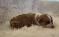 Lilo akc, a female Pembroke Welsh Corgi for sale in Hunnewell, MO – 2 of 5