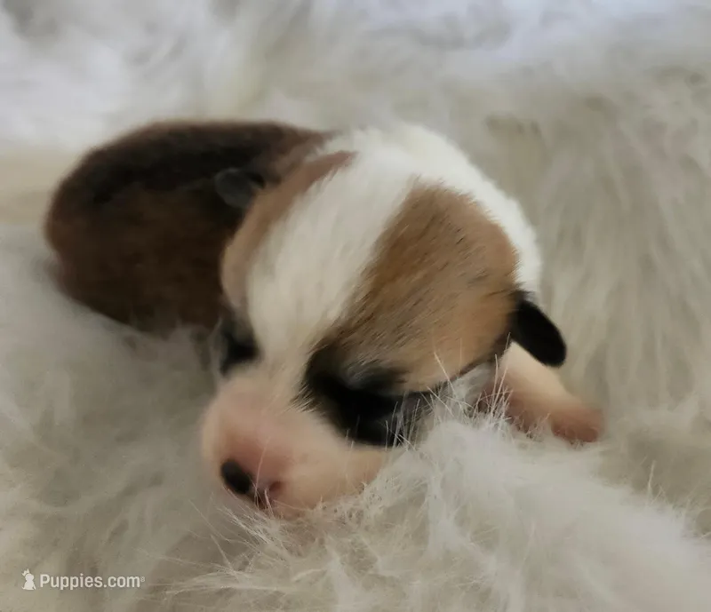 Lilly AKC  Ch. Bloodlines  – Pembroke Welsh Corgi puppy for sale in Hunnewell, MO