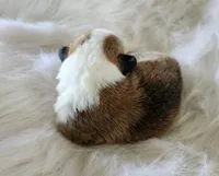 Lilly AKC  Ch. Bloodlines , a female Pembroke Welsh Corgi for sale in Hunnewell, MO – Photo 2 of 2