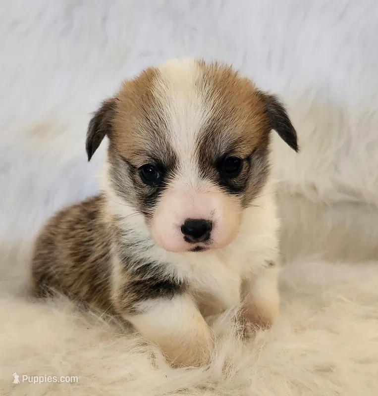 Lilly AKC  Ch. Bloodlines  – Pembroke Welsh Corgi puppy for sale in Hunnewell, MO