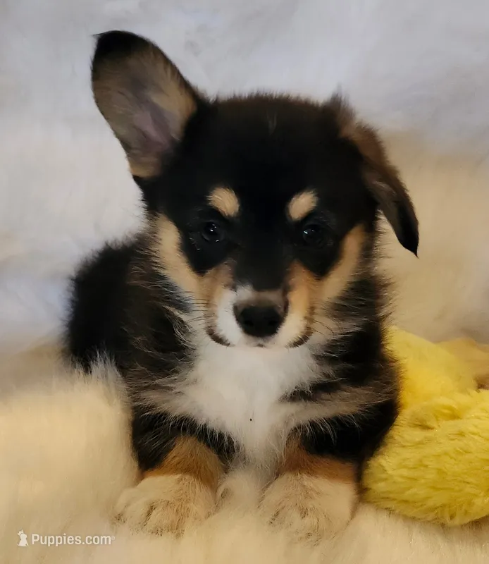Sky. AKC  Ch. Bloodlines  – Pembroke Welsh Corgi puppy for sale in Hunnewell, MO