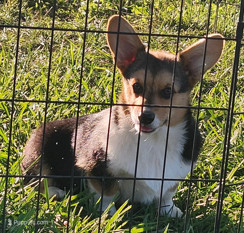 Sage AKC Ch. Bloodlines  – Pembroke Welsh Corgi puppy for sale in Hunnewell, MO