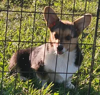 Sage AKC Ch. Bloodlines , a male Pembroke Welsh Corgi for sale in Hunnewell, MO – 1 of 8