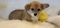 Jack AKC  Ch. Bloodlines , a male Pembroke Welsh Corgi for sale in Hunnewell, MO – 2 of 5