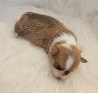 Lilo akc, a female Pembroke Welsh Corgi for sale in Hunnewell, MO – 5 of 5