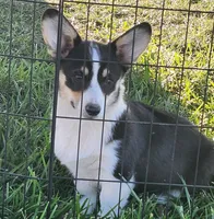 Violet  AKC. Ch. Bloodlines , a female Pembroke Welsh Corgi for sale in Hunnewell, MO – 3 of 9