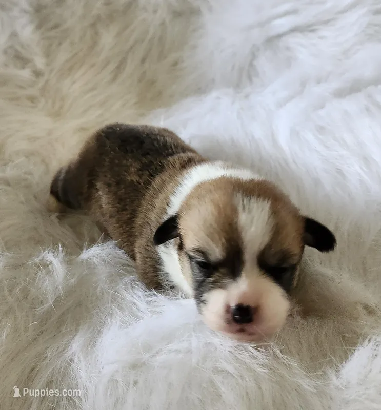 Tulip  AKC Ch. Bloodlines  – Pembroke Welsh Corgi puppy for sale in Hunnewell, MO