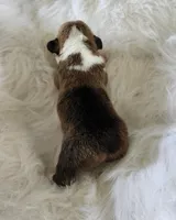 Tulip  AKC Ch. Bloodlines , a female Pembroke Welsh Corgi for sale in Hunnewell, MO – Photo 2 of 2