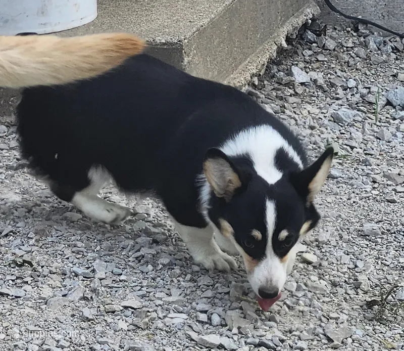 Violet  AKC. Ch. Bloodlines  – Pembroke Welsh Corgi puppy for sale in Hunnewell, MO