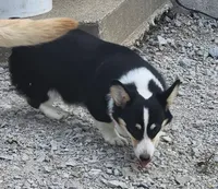 Violet  AKC. Ch. Bloodlines , a female Pembroke Welsh Corgi for sale in Hunnewell, MO – 1 of 10