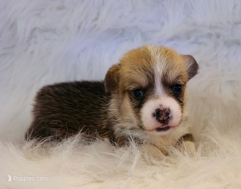 Nani akc – Pembroke Welsh Corgi puppy for sale in Hunnewell, MO