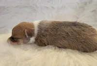 Lilo akc, a female Pembroke Welsh Corgi for sale in Hunnewell, MO – 4 of 5